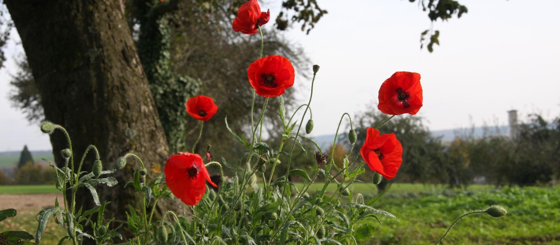 Landschaftsaufnahme mit roten Mohnblumen Rote Mohnblumen mit Bäumen, Hecken und Wiesen im Hintergrund